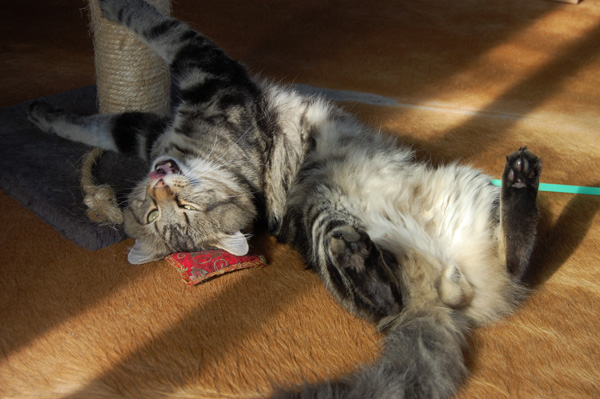 Albert mal albern.jpg